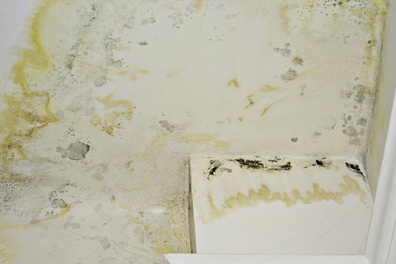 Ceiling Mold Removal in Jupiter, FL