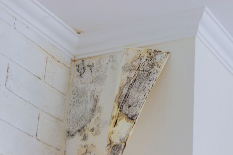 Mold Restoration in Fort Lauderdale, FL