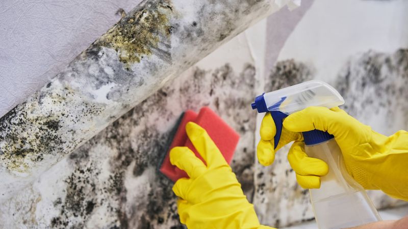 Mold Restoration in Frisco, TX