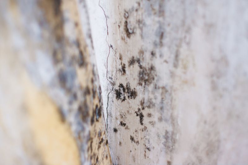 White Mold Mitigation in Dallas, TX